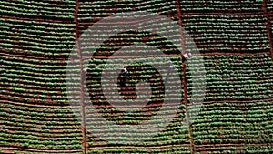 Aerial view of farmers working in a Chinese cabbage field or strawberry farm, agricultural plant fields