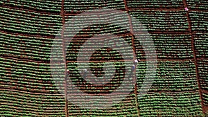 Aerial view of farmers working in a Chinese cabbage field or strawberry farm, agricultural plant fields