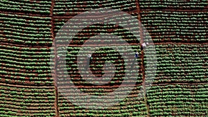 Aerial view of farmers working in a Chinese cabbage field or strawberry farm, agricultural plant fields