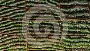 Aerial view of farmers working in a Chinese cabbage field or strawberry farm, agricultural plant fields with mountain hills in