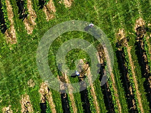 Aerial view of farmers working in an expansive green vineyard in the Hamptons on a bright sunny day