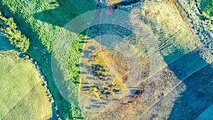 Aerial view on a farmland with stock paddocks at the foot of Mount Taranaki. Taranaki region, New Zealand