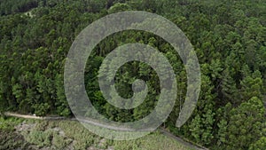 Aerial view, fast drone flying over water and over the tops of green trees, natural landscape