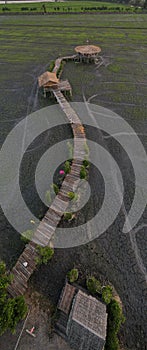 Aerial view feild farm nature rice landscape in Thailand