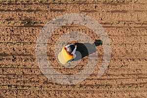 Aerial view of female farmer checking up on corn seedling crop development on plantation field