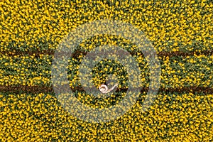 Aerial view of female farmer with tablet computer in rapeseed field using innovative technology