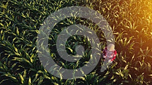 Aerial view of female farmer with tablet in corn field