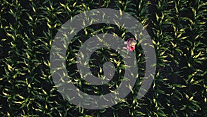 Aerial view of female farmer with tablet in corn field