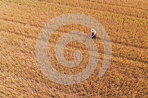 Aerial view of female farmer working in ripe barley crop field