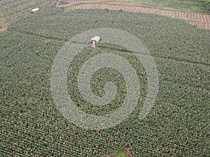 Aerial view The fertile corn gardens in Indonesia produce carbohydrate foods other than wheat and rice ind Kendal Regency