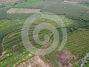 Aerial view The fertile corn gardens in Indonesia produce carbohydrate foods other than wheat and rice ind Kendal Regency