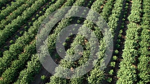 Aerial View of Field