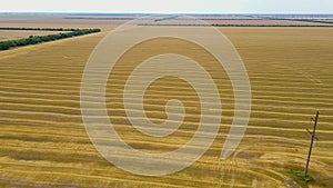 Aerial view of field with beveled crops of wheat or barley after harvesting