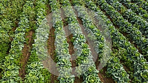 Aerial view of a field of cabbage. Agriculture