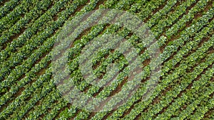 Aerial view of a field of cabbage. Agriculture