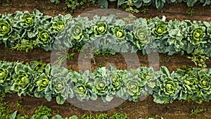 Aerial view of a field of cabbage. Agriculture