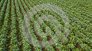 Aerial view of a field of cabbage. Agriculture