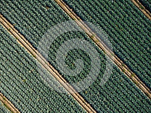 Aerial view of a field of cabbage. Agriculture Field Background.