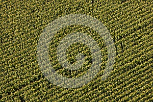 Aerial view of a field of corn flowered perfectly sown