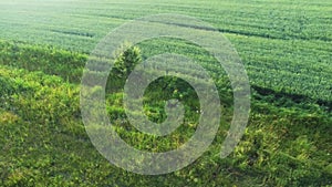 Aerial view of field edge of the unripe green wheat