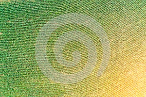 Aerial view of field growing planting rows of corn crops