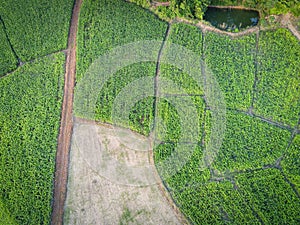 Aerial view field nature agricultural farm background, top view corn field from above with road agricultural parcels of different