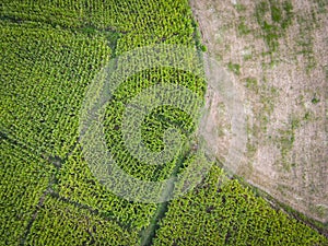 Aerial view field nature agricultural farm background, top view corn field from above with road agricultural parcels of different