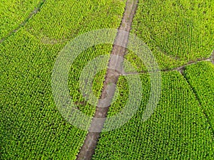 Aerial view field nature agricultural farm background, top view corn field from above with road agricultural parcels of different