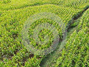 Aerial view field nature agricultural farm background, top view corn field from above with road agricultural parcels of different