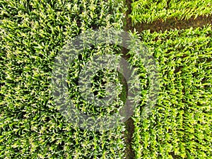 Aerial view field nature agricultural farm background, top view corn field from above with road agricultural parcels of different