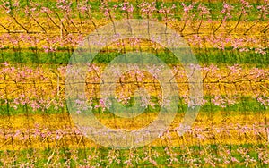 Aerial view of a field of orchard trees in Australia on a sunny day