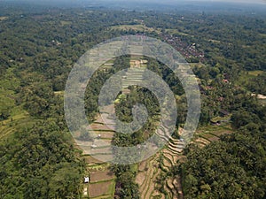 Aerial view field rice bali, Indonesia