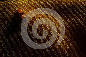 Aerial view of field with rows of growing crop or vegetables and tractor ploughing it. Sunset or sunrise light