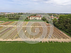 Aerial view of a field of tulips. Arese, Milan, Italy