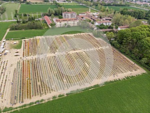 Aerial view of a field of tulips. Arese, Milan, Italy