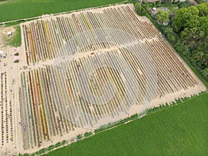 Aerial view of a field of tulips. Arese, Milan, Italy