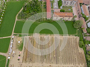 Aerial view of a field of tulips. Arese, Milan, Italy