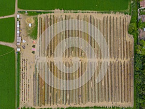 Aerial view of a field of tulips. Arese, Milan, Italy