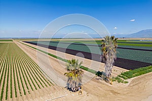 Aerial view of fields in Bakersfield, California