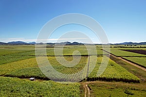Aerial View Of Fields Of Sugar Cane