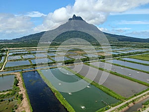 Aerial view of a fishery and prawn farm