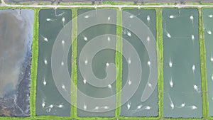 Aerial view of a fishery and prawn farm in Santubong area of Sarawak, Malaysia