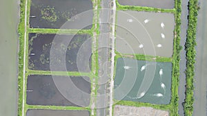 Aerial view of a fishery and prawn farm in Santubong area of Sarawak, Malaysia