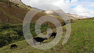 Aerial view of flight on an autumn pasture in the mountains. Caucasian cows graze in meadows high in the mountains