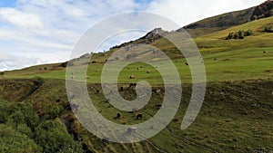 Aerial view of flight on an autumn pasture in the mountains. Caucasian cows graze in meadows high in the mountains