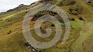 Aerial view of flight on an autumn pasture in the mountains. Caucasian cows graze in meadows high in the mountains