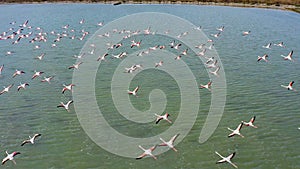 Aerial view of a flock of pink flamingos over de marsh of Santapola, Spain. photo