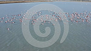 Aerial view of a flock of pink flamingos in the Salinas, Spain.
