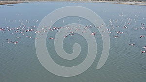 Aerial view of a flock of pink flamingos in the Salinas, Spain.