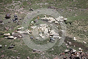 Aerial view of flock of sheep
